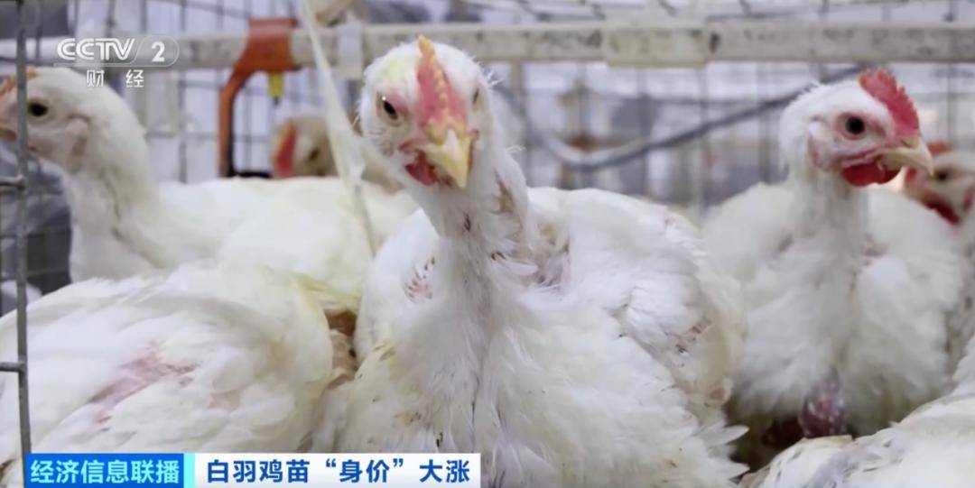 价格暴涨300%！它，从“没人要”到“买不到”